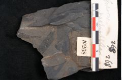Foto (Detailansicht) von Quercus pachyphylla Ettingshausen (NHMW-GEO-2024-0188-10268)